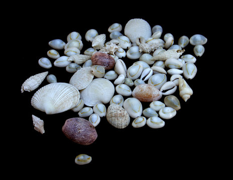 coquillage sur fond noir