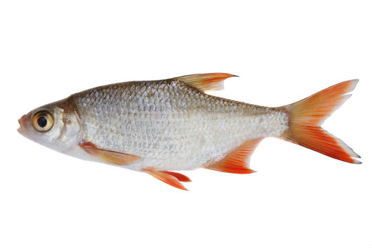 Small fish