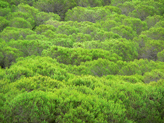 Forêt de pins verts