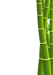 Obraz premium Bambou en bordure