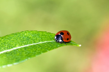 Ladybug
