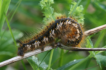 The caterpillar is similar to a sign 