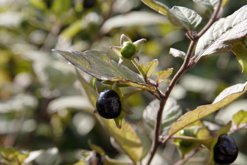 Deadly Nighshade berry