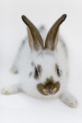 rabit