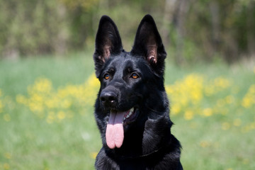 portrait of the black dog