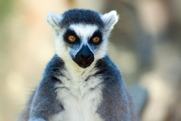 Ring-tailed lemur
