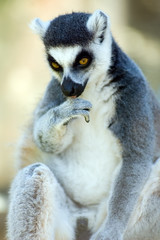 lemur