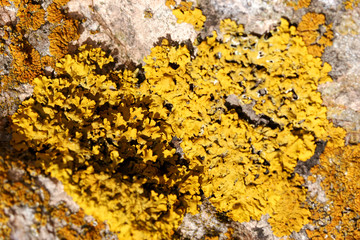 Yellow litchen on rock