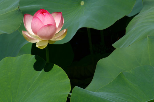 Fototapeta Birth of a Lotus Blossom