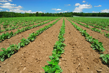 Rows of bean plants in field against blue sky