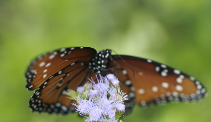 Monarch butterfly