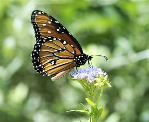 Obraz premium Monarch butterfly