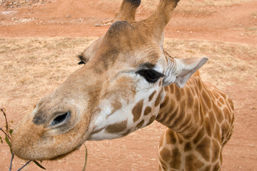 giraffe up close