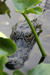 Large alligator amoungst the reeds