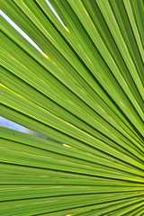 Obraz premium Green Palm Leaf