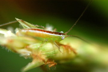 tiny green color grasshopper in the gardens