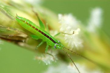 tiny green color grasshopper in the gardens