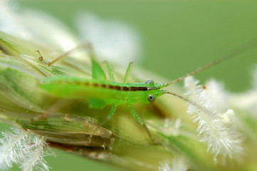 tiny green color grasshopper in the gardens