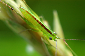 tiny green color grasshopper in the gardens