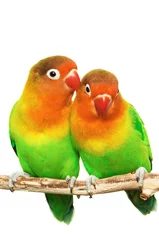 Tuinposter Papegaai Pair of little lovebirds