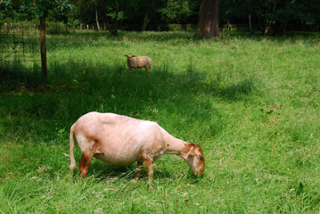 Goats grazing in meadow