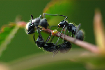 tiny black ants in the gardens