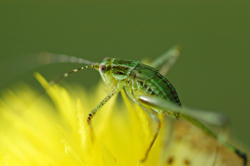 tiny green color grasshopper in the gardens