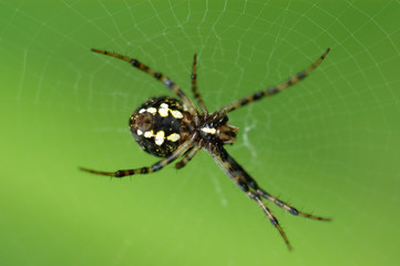 Spider and spider web in the parks 