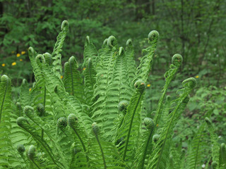 Fern bunch
