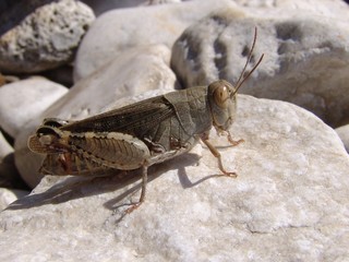 locust