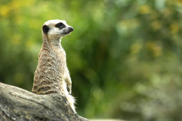 meerkat lookout