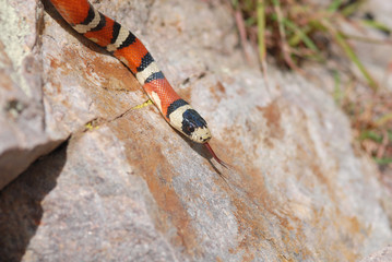 Naklejka premium Arizona Mountain Kingsnake