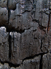 Texture of Burned Tree 2