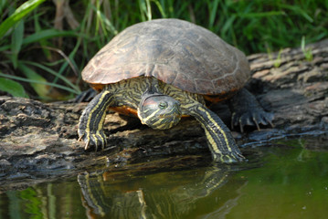 Fototapeta premium tortue de californie