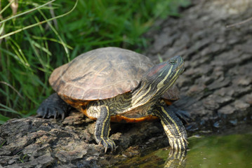 tortue de californie
