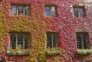 Ivy Wall