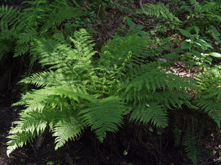 Big fern mainly in shadow