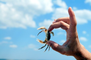 holding a crab