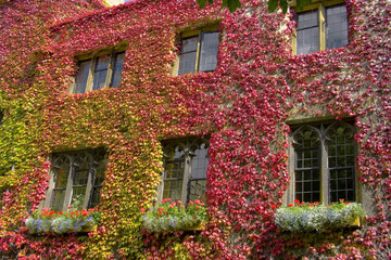 Ivy wall