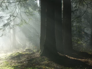 Fotobehang Mistige ochtend in het bos © Aleksander Bolbot