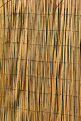 Bamboo texture