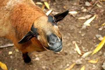 Fototapeta premium curious sheep