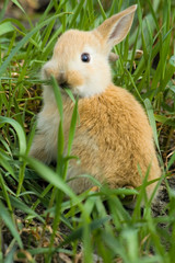 small red rabbit