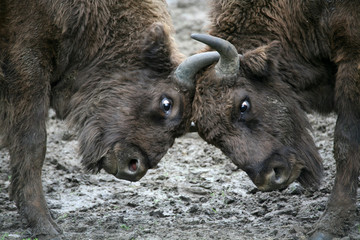 Fototapeta premium Rangkampf