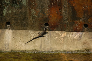 lizard in big drain