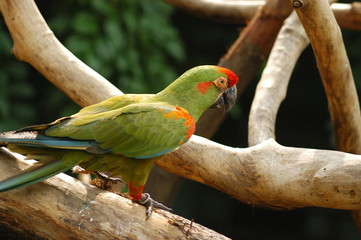 colorful parrot in the parks