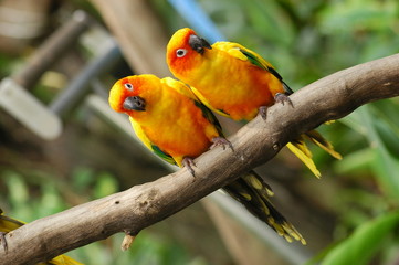 Fototapeta na wymiar colorful parrots in the gardens