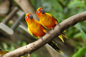 colorful parrots in the gardens