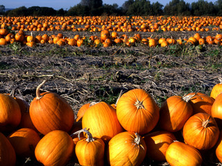 Field of ripe Pumpkins