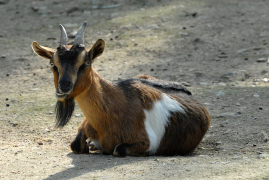 ch&egrave;vre naine couch&eacute;e m&acirc;chant un chewing-gum